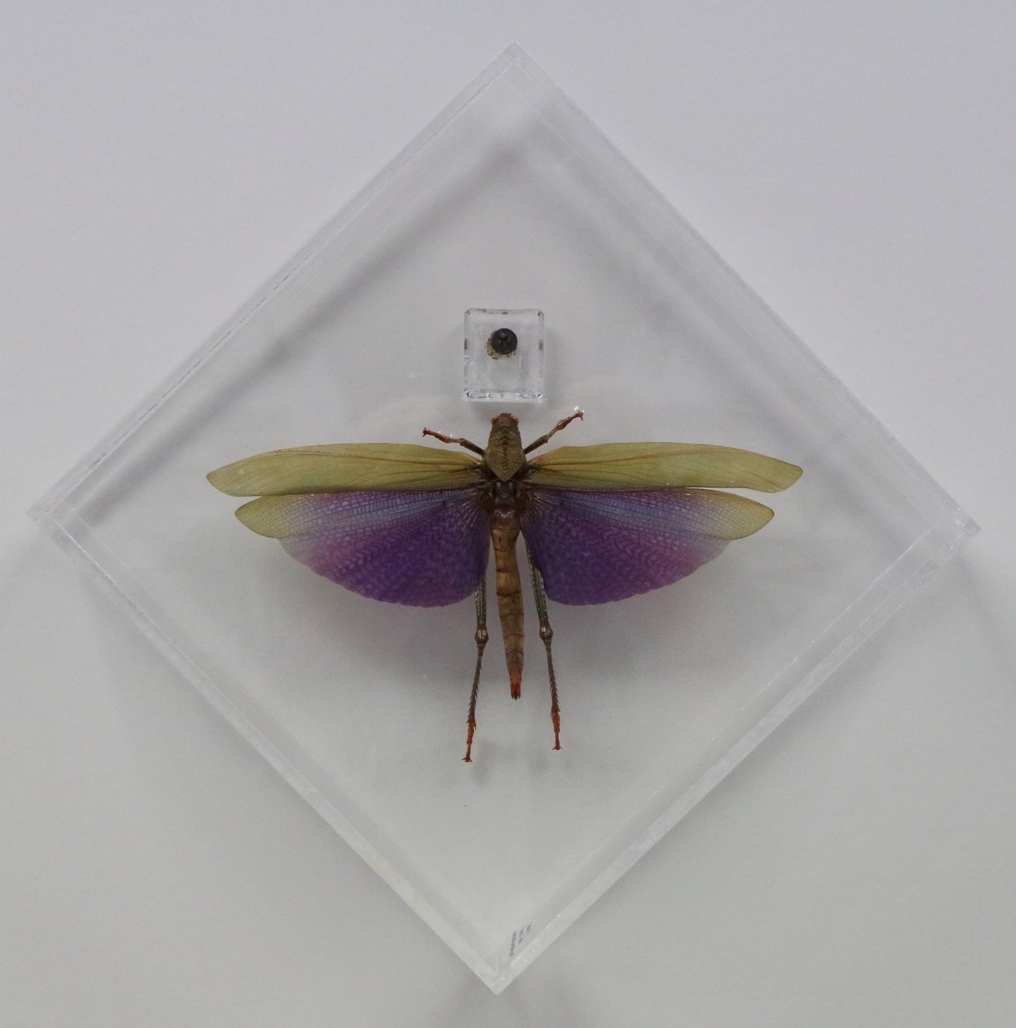 9080853 - Real Bug Acrylic Display Box - 8" X 8" - Diamond - Giant Purple Grasshopper - Female