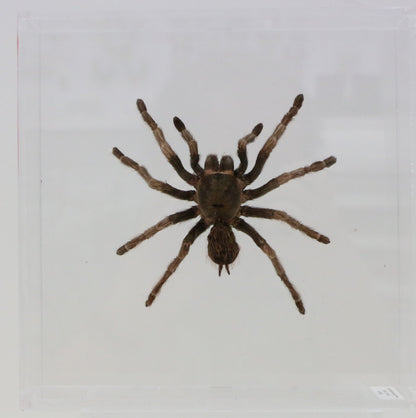 9080854 - Real Bug Acrylic Display Box - 8" X 8" - Chilean Silver / Rose Hair Tarantula
