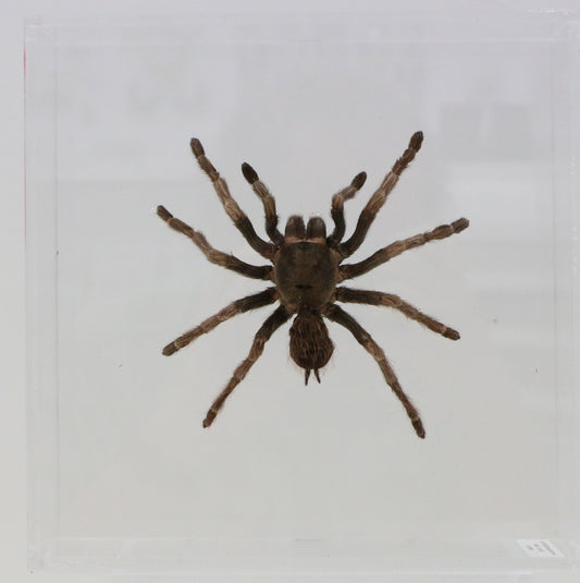9080854 - Real Bug Acrylic Display Box - 8" X 8" - Chilean Silver / Rose Hair Tarantula