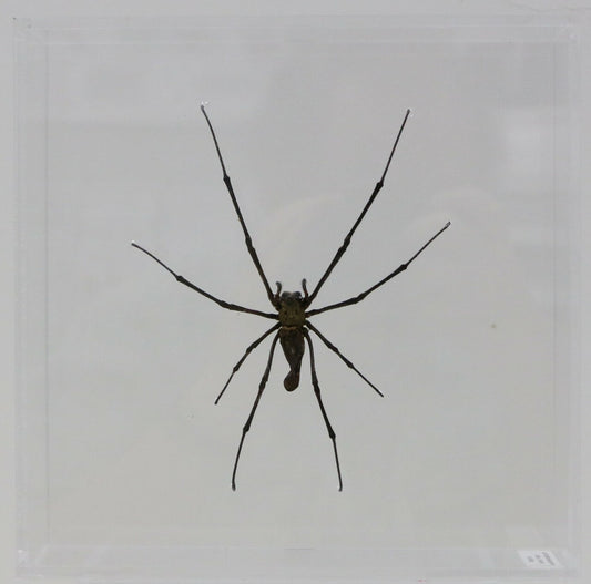 9080857 - Real Bug Acrylic Display Box - 8" X 8" - Asian Orb Weaver - Female