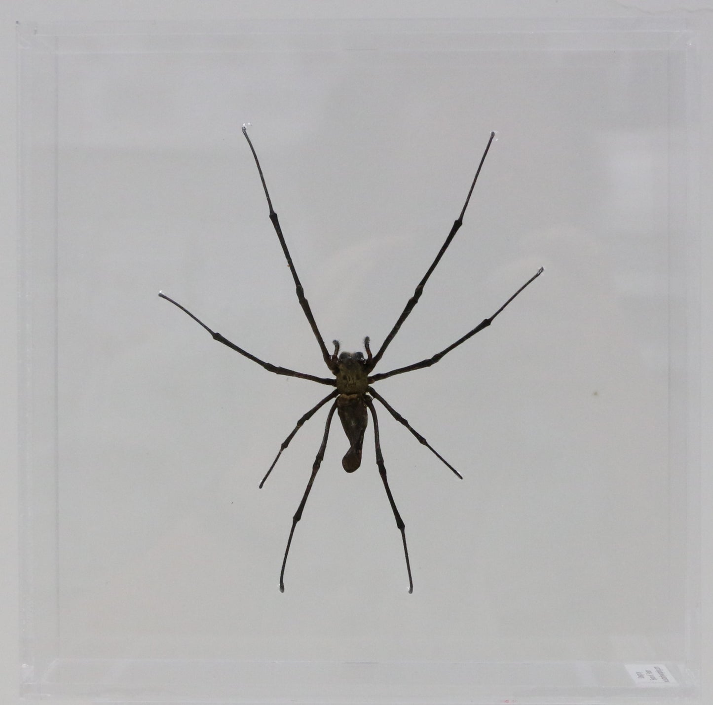 9080855 - Real Bug Acrylic Display Box - 8" X 8" - Asian Orb Weaver - Female