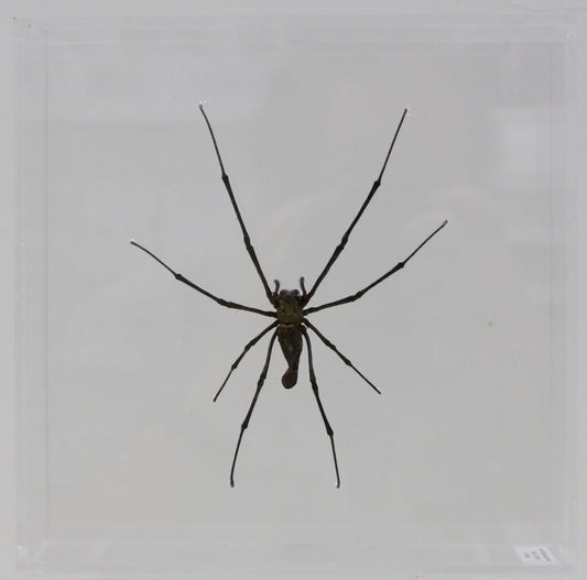 9080855 - Real Bug Acrylic Display Box - 8" X 8" - Asian Orb Weaver - Female