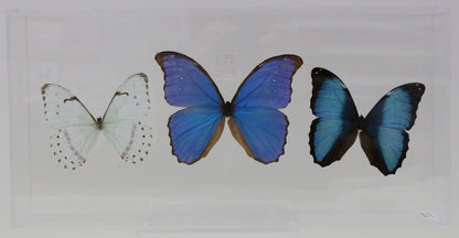 9081601 - Real Butterfly Acrylic Display Box - 8" X 16" - Three Morphos