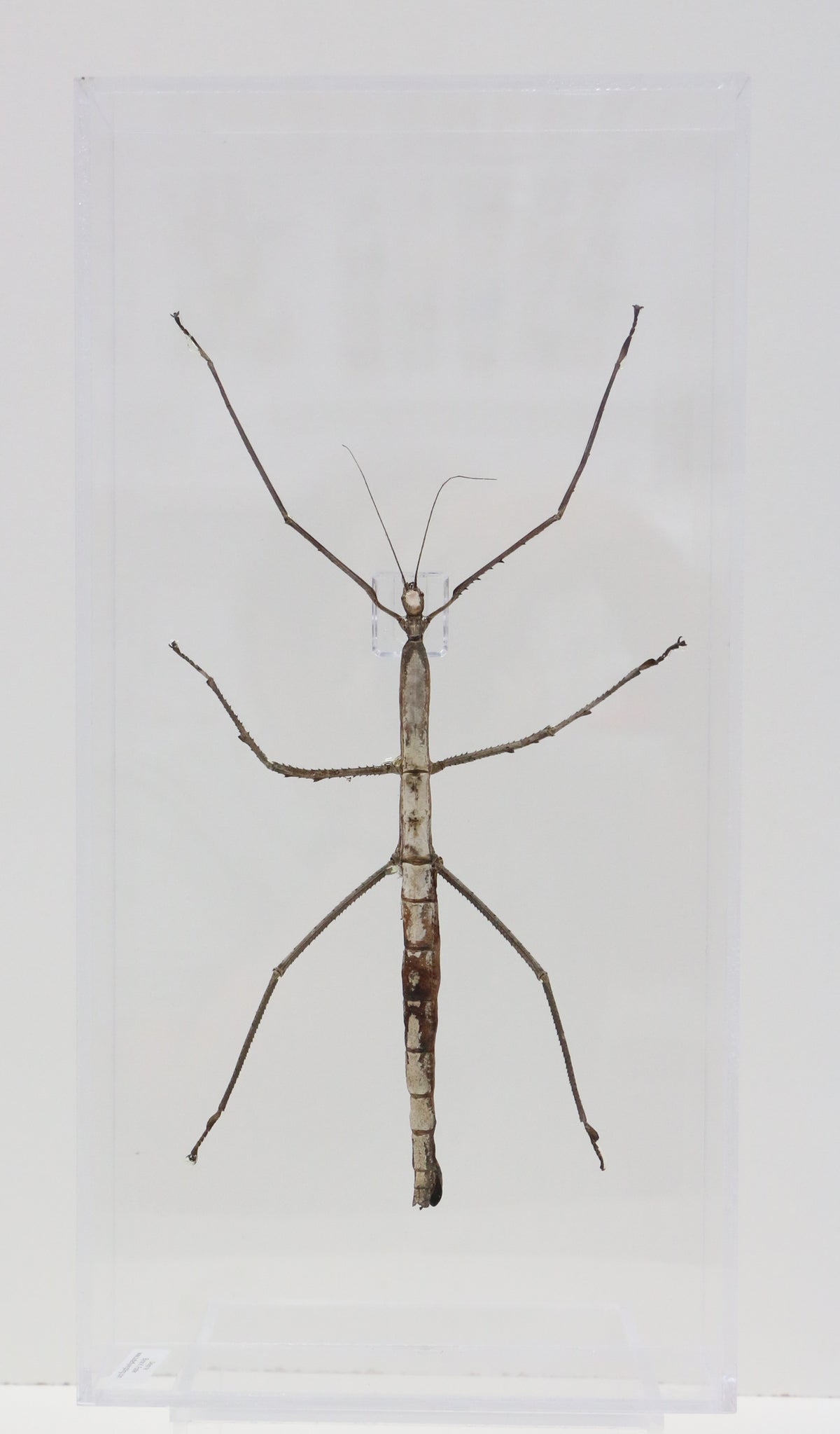 9081650 - Real Bug Acrylic Display Box - 8" X 16" - Giant Walking Stick