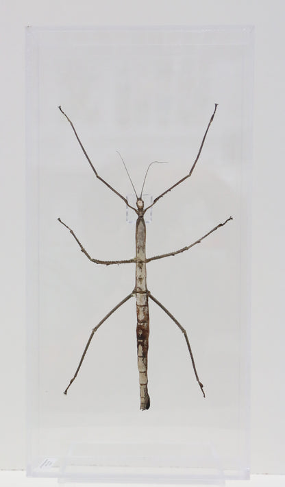 9081650 - Real Bug Acrylic Display Box - 8" X 16" - Giant Walking Stick