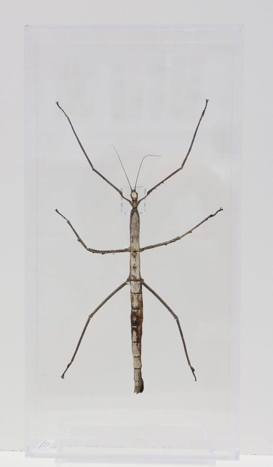 9081650 - Real Bug Acrylic Display Box - 8" X 16" - Giant Walking Stick