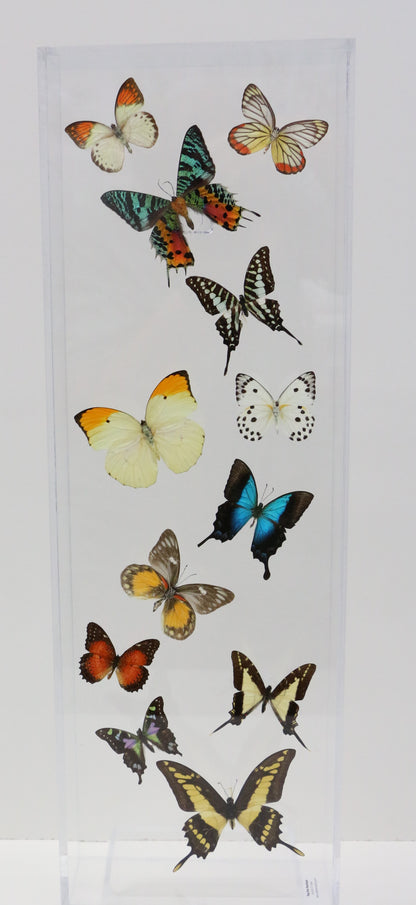 9082401 - Real Butterfly Acrylic Display Box - 8" x 24" - 12 Butterfly Wave