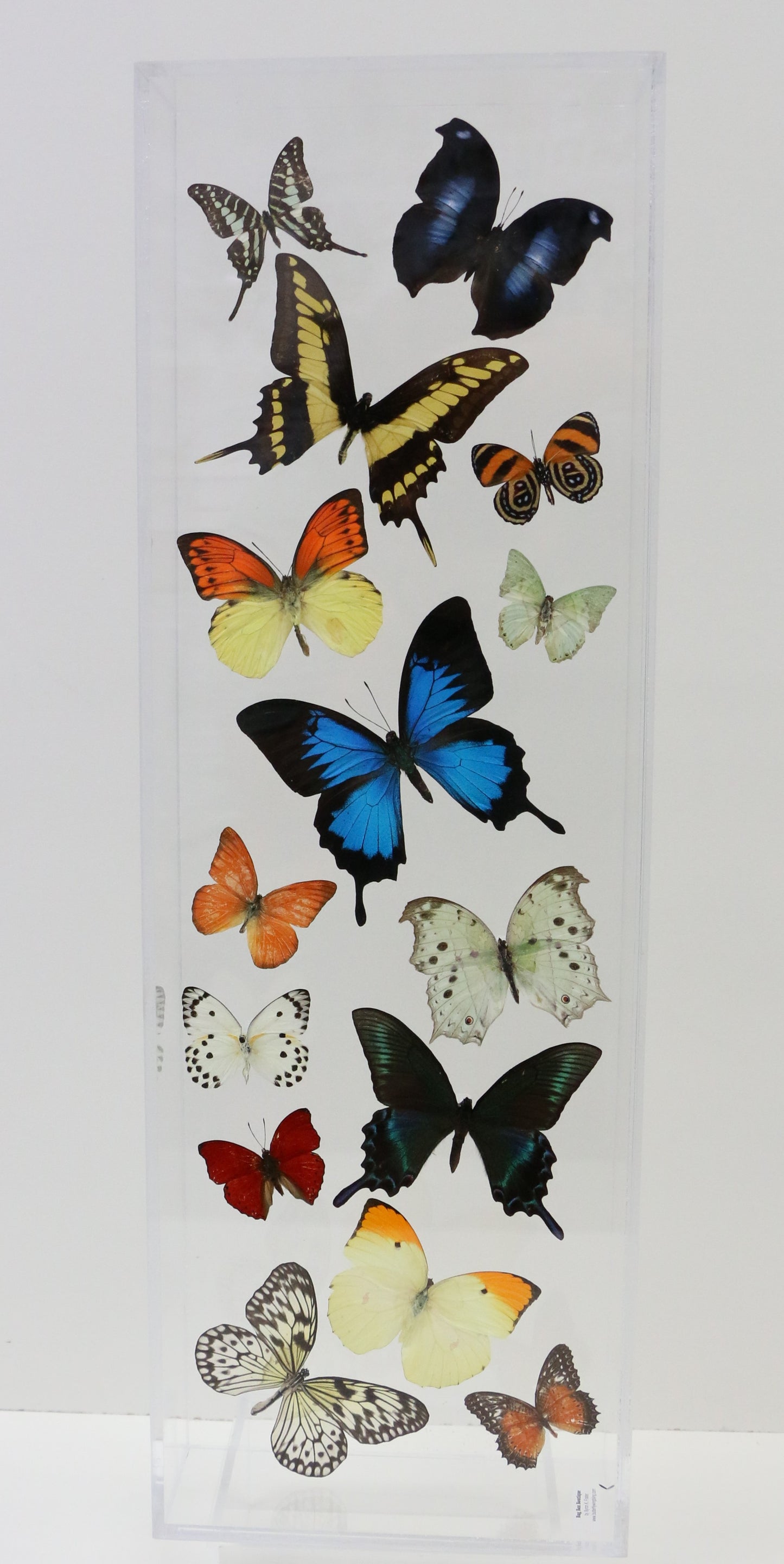 9082402 - Real Butterfly Acrylic Display Box - 8" X 24" - 15 Butterfly Wave