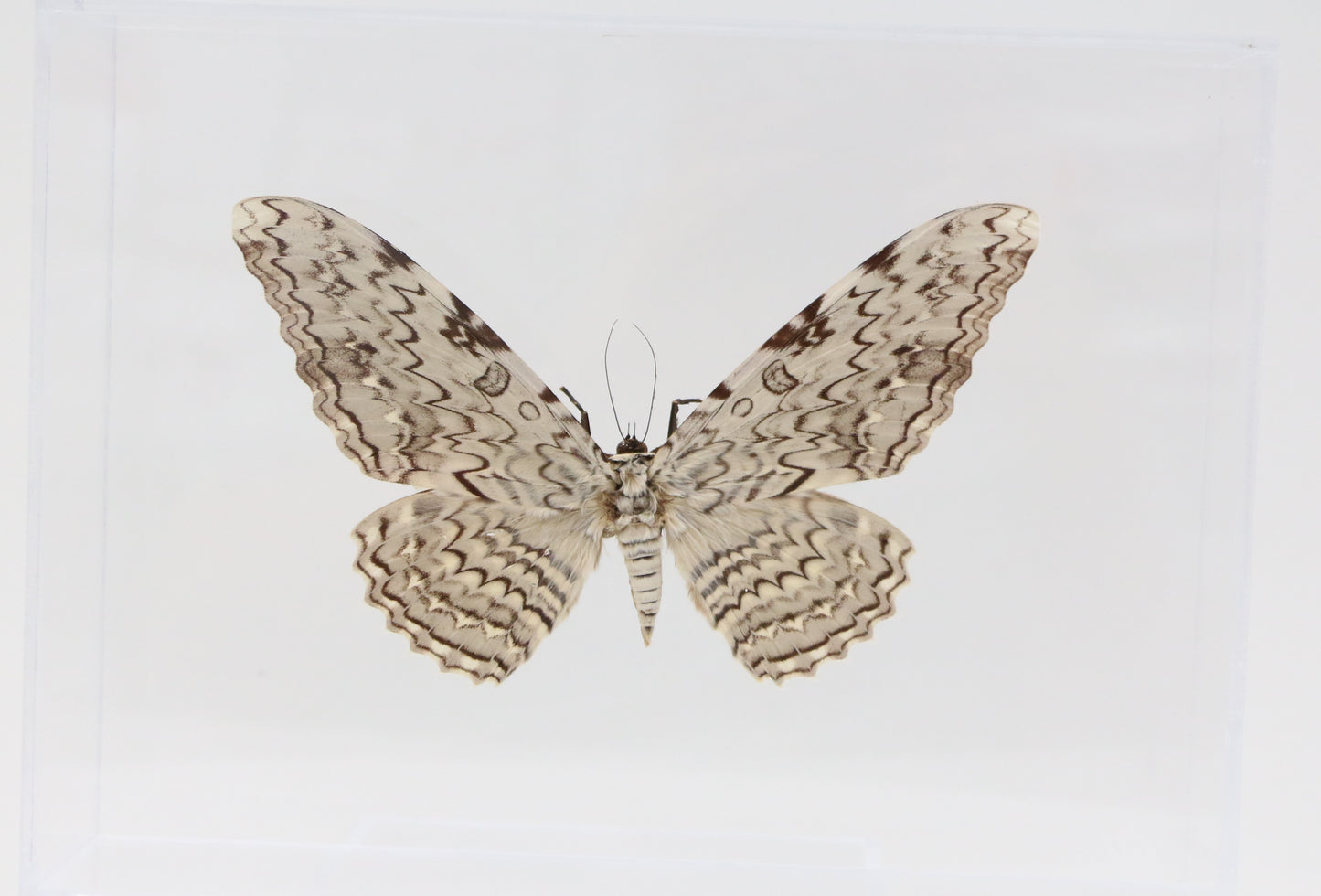 9091201 - Real Butterfly Acrylic Display Box - 9" X 12" - White Witch Moth