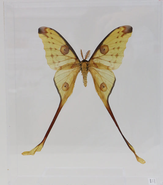 9091202 - Real Butterfly Acrylic Display Box - 9" X 12" - Comet Moth - Male