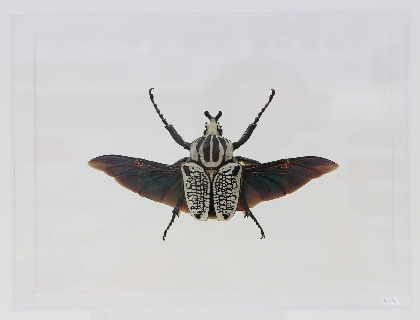 9091250 - Real Bug Acrylic Display Box - 9" X 12" - Goliath Beetle - Spread