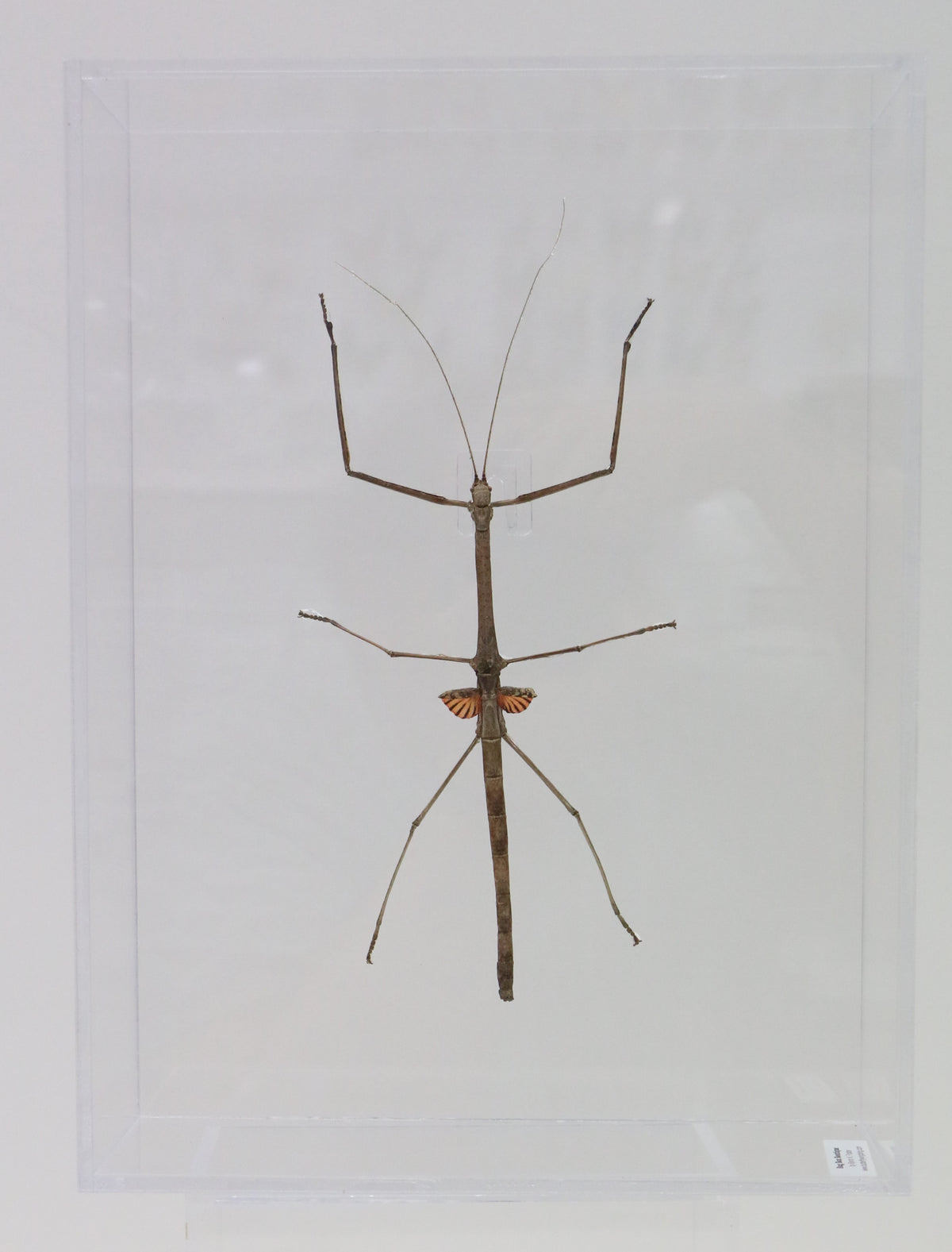 9091253 - Real Bug Acrylic Display Box - 9" X 12" - Red Wing Walking Stick - Female