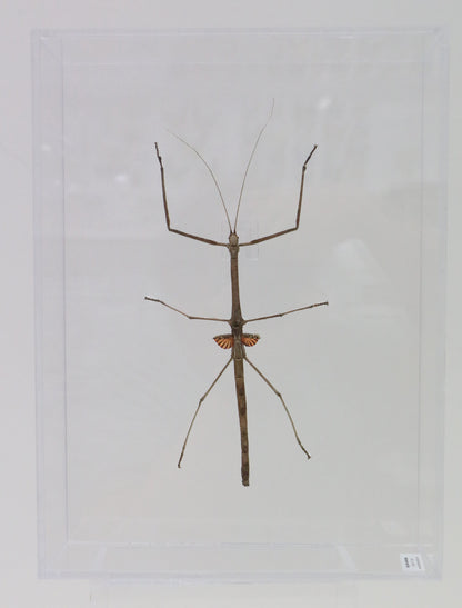 9091253 - Real Bug Acrylic Display Box - 9" X 12" - Red Wing Walking Stick - Female