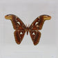 9101002 - Real Butterfly Acrylic Display Box - 10" X 10" - Atlas Moth - Male