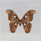 9101003 - Real Butterfly Acrylic Display Box - 10" X 10" - Atlas Moth - Female