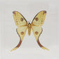 9101004 - Real Butterfly Acrylic Display Box - 10" X10" - Comet Moth - Female