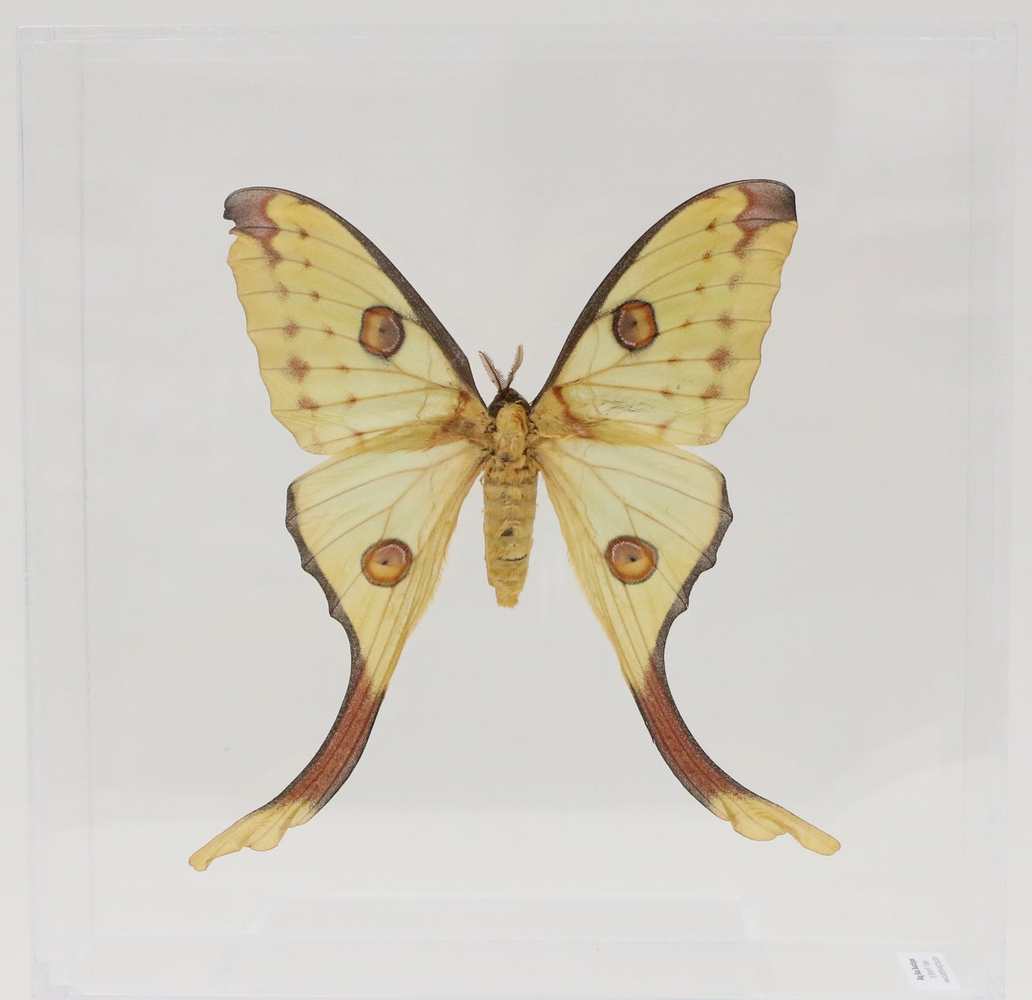 9101004 - Real Butterfly Acrylic Display Box - 10" X10" - Comet Moth - Female
