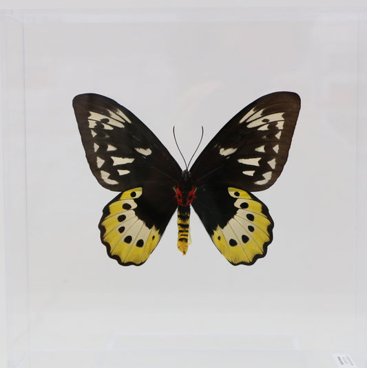 9101005 - Real Butterfly Acrylic Display Box - 10" X 10" - Goliath Bird Wing - Female