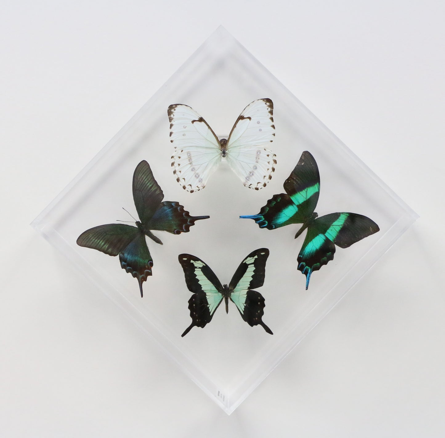 9101020 - Real Butterfly Acrylic Display Box - 10" X 10" - Shades of Green