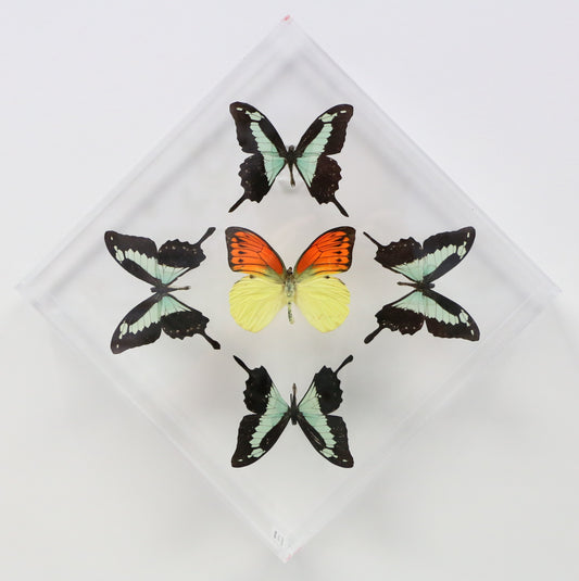 9101021 - Real Butterfly Acrylic Display Box - 10" X 10" - Apple Green Swallowtail / Vibrant Sulphur