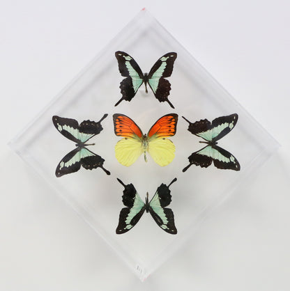 9101021 - Real Butterfly Acrylic Display Box - 10" X 10" - Apple Green Swallowtail / Vibrant Sulphur