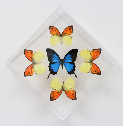 9101022 - Real Butterfly Acrylic Display Box - 10" X 10" - Vibrant Sulphurs / Blue Mountain Swallowtail