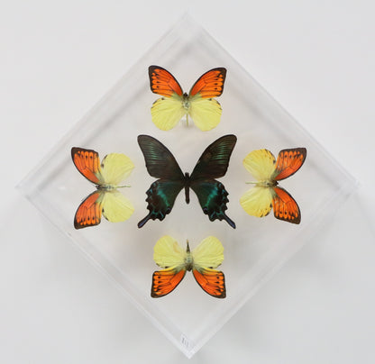 9101023 - Real Butterfly Acrylic Display Box - 10" X 10" - Vibrant Sulphurs / Alpine Black Swallowtail