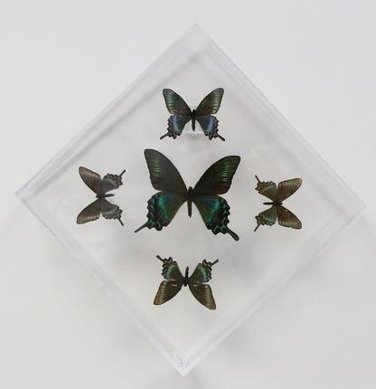 9101024 - Real Butterfly Acrylic Display Box - 10" X 10" - Alpine Black Swallowtails