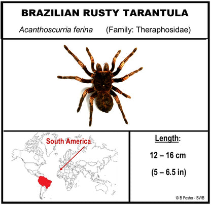 9080854 - Real Bug Acrylic Display Box - 8" X 8" - Chilean Silver / Rose Hair Tarantula