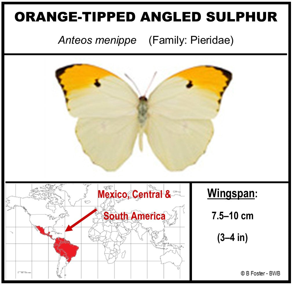 9050504 - Real Butterfly Acrylic Display Box - 5"X5" - Orange-Tipped Angled Sulphur (Anteos menippe)