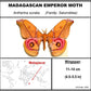 9060619 - Real Butterfly Acrylic Display Box - 6" X 6" - Madagascan Emperor Moth (Antherina suraka)