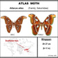 9101003 - Real Butterfly Acrylic Display Box - 10" X 10" - Atlas Moth - Female
