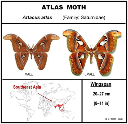 9101003 - Real Butterfly Acrylic Display Box - 10" X 10" - Atlas Moth - Female