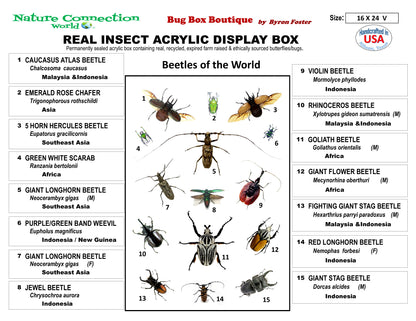 9162450 - Real Bug Acrylic Display Box - 16" X 24" - Beetles of the World