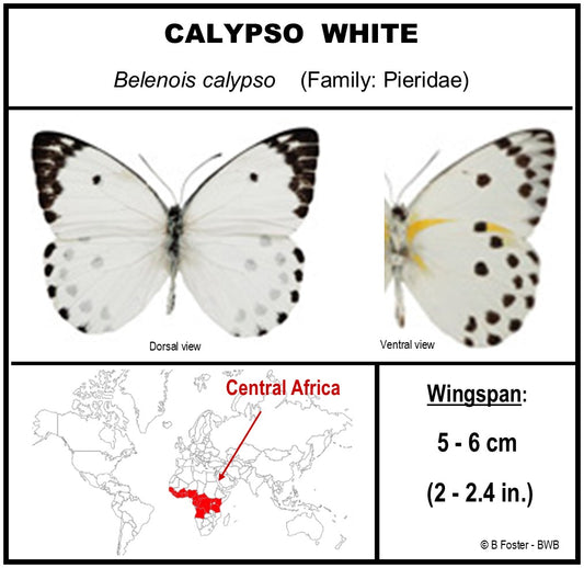 9040420 - Real Butterfly Acrylic Display Box - 4"X4" - Calypso White Butterfly (Belenois calypso) - Ventral