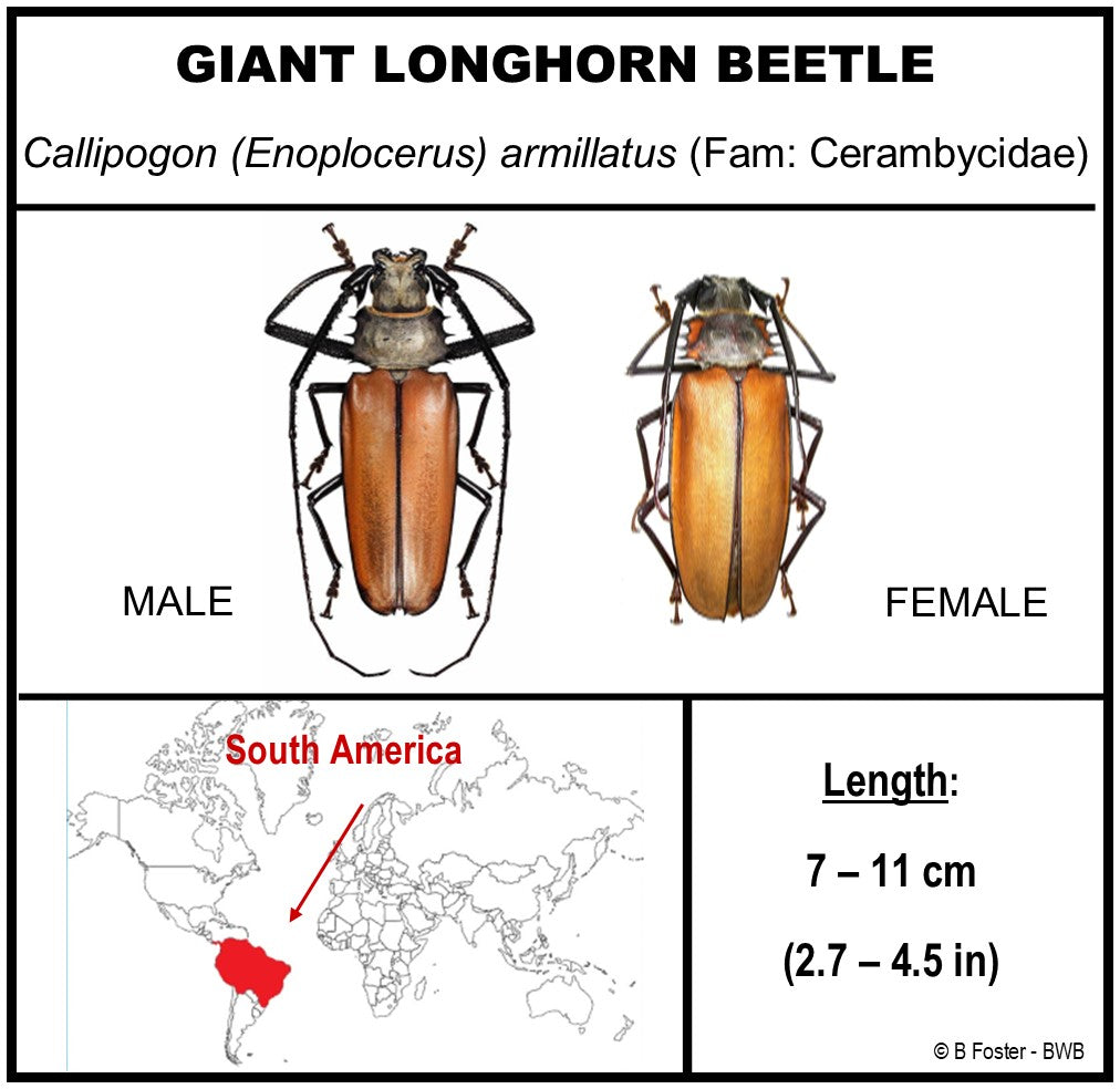 9121652 - Real Bug Acrylic Display Box - 12" X 16" - Giant Longhorn Beetle - Pair