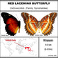 9040421 - Real Butterfly Acrylic Display Box - 4"X4" - Red Lacewing Butterfly (Cethosia biblis) - Ventral