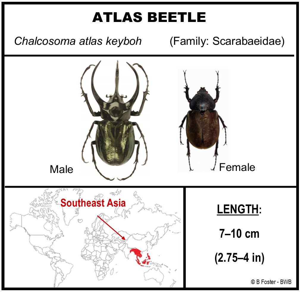 9060706 - Real Bug Acrylic Display Box - 6" X 6" - Atlas Beetle (Chalcosoma atlas keyboh)