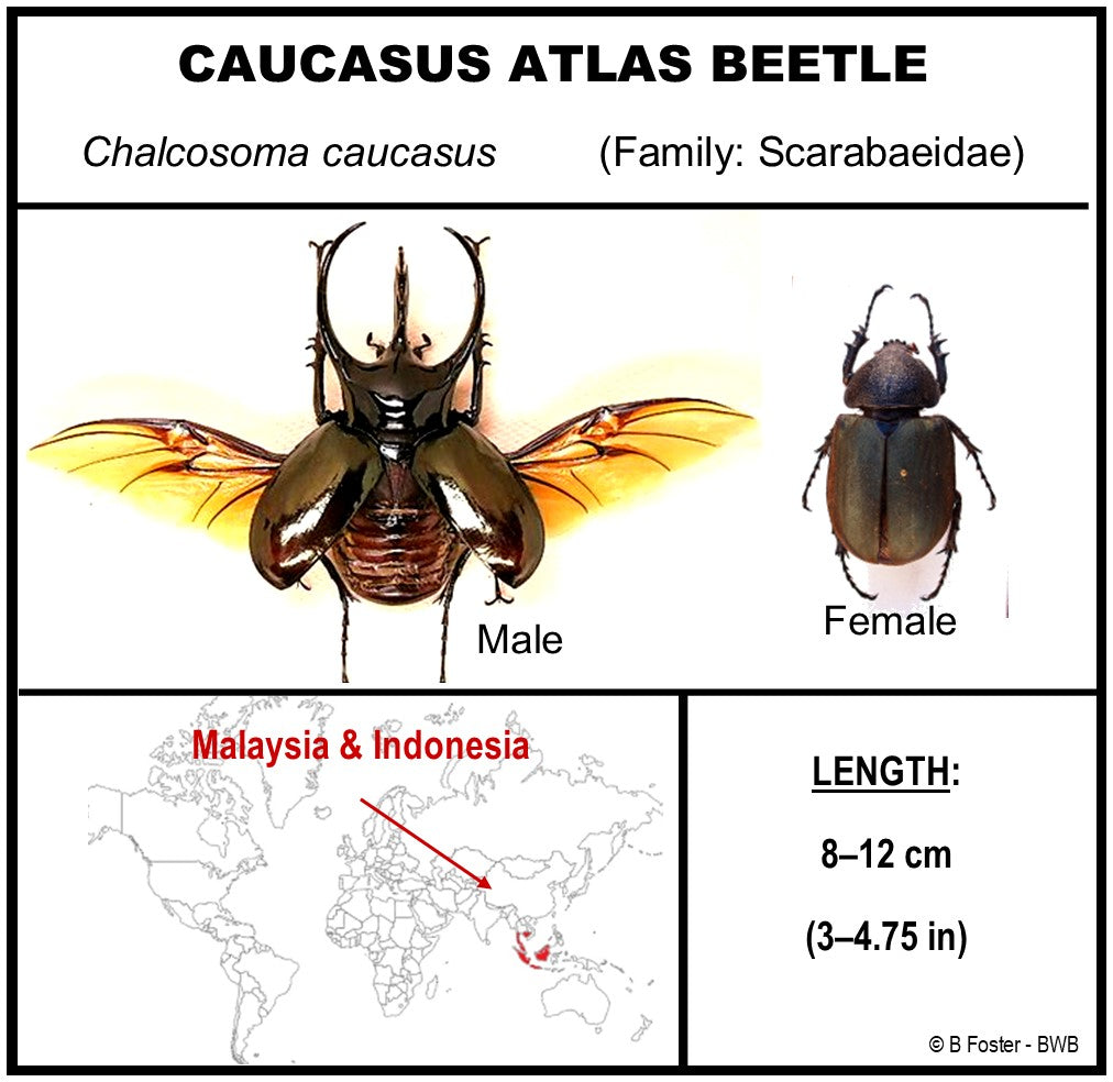 9050801 - Real Bug Acrylic Display Box - 5"X8" - Caucasus Atlas Beetle (Chalcosoma caucasus) - Spread Male