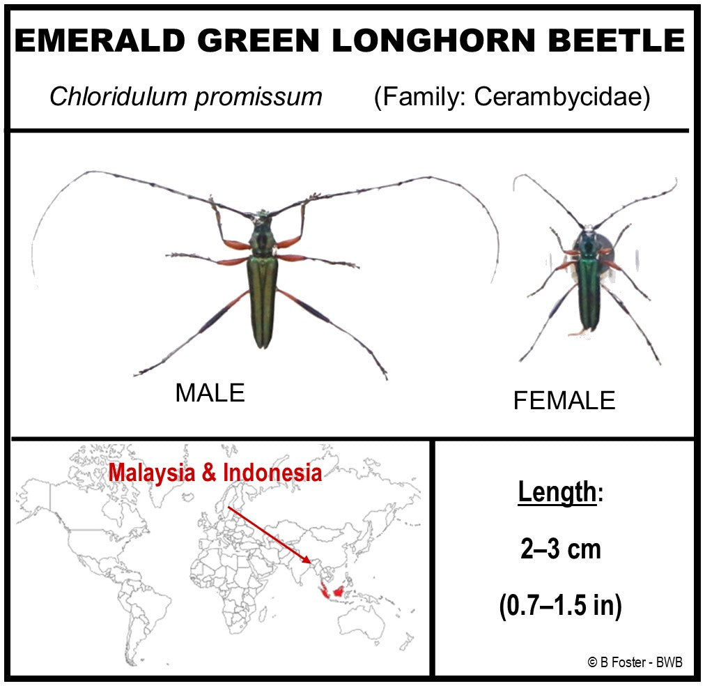 9060713 - Real Bug Acrylic Display Box - 6" X 6" - Emerald Green Longhorn Beetle (Chloridulum promissum - Pair
