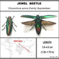 9040501 - Real Bug Acrylic Display Box - 4"X4" - Jewel Beetle (Chrysochroa aurora) - Open wings & closed