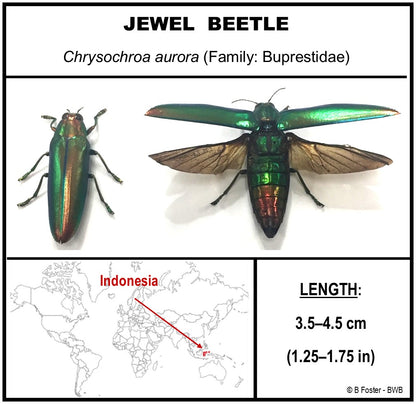 9040501 - Real Bug Acrylic Display Box - 4"X4" - Jewel Beetle (Chrysochroa aurora) - Open wings & closed