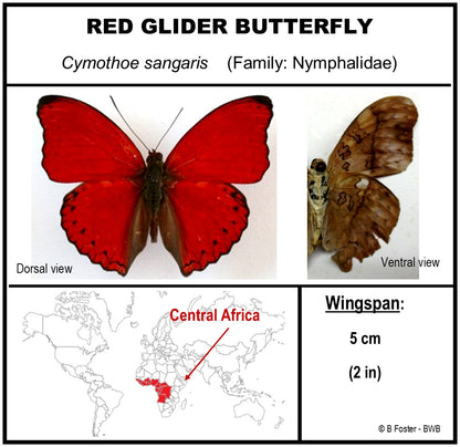 9040404 - Real Butterfly Acrylic Display Box - 4" X 4" - Red Glider Butterfly (Cymothoe sangaris).