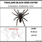 9080856 - Real Bug Acrylic Display Box - 8" X 8" - Thailand Black Birdeater Tarantula
