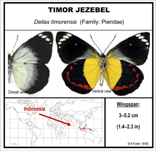 750700 - Butterfly Bubble - Sm. - Heart Shape - Timor Jezebel Butterfly