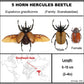 9060707 - Real Bug Acrylic Display Box - 6" X 6" - 5 Horn Hercules Beetle (Eupatorus gracilicornis