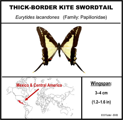 9050513 - Real Butterfly Acrylic Display Box - 5" X 5" -  Thick-Border Kite Swallowtail (Eurytides lacandones)