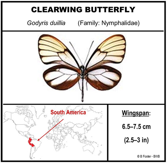 750211 - Butterfly Bubble - Med. - Round - Duillia Clearwing Butterfly