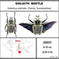 9121650 - Real Bug Acrylic Display Box - 12" X 16" - Goliath Beetles
