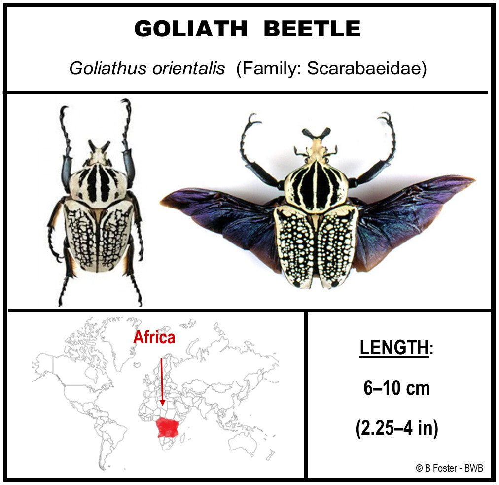 9121650 - Real Bug Acrylic Display Box - 12" X 16" - Goliath Beetles